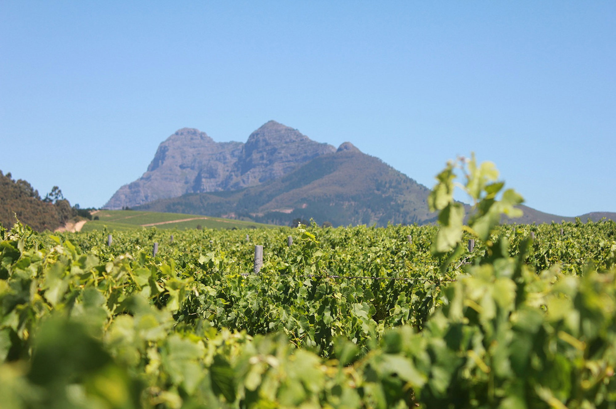 franschhoek-vineyards-am-vineyards